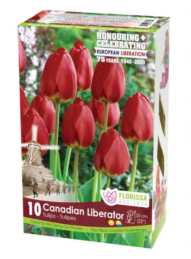 The Canadian Liberator Tulip