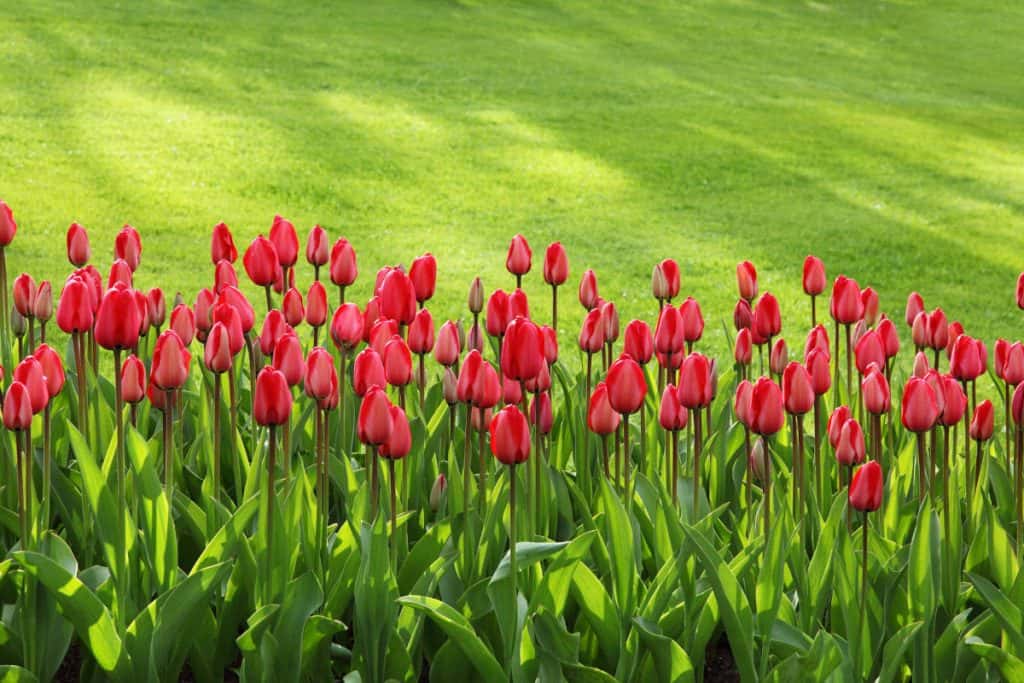 Commemorative Tulips