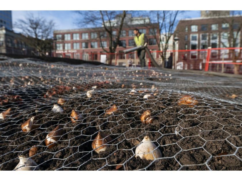 A member of a gardening crew blows top soil to cover up tulip bulbs planted in a new flower bed at Victory Square in Vancouver on Nov. 27.