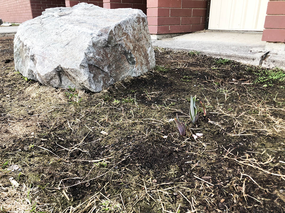 Remembrance blooms at Correlieu Secondary School