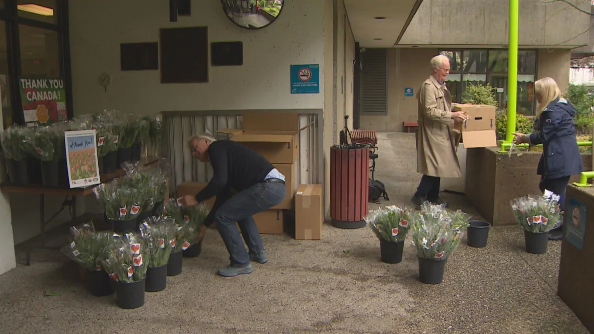 The tulips — nearly 5,000 bouquets — were distributed by the the Dutch Liberation 2020 Canadian Society and the Vancouver Consulate of the Kingdom of the Netherlands. 