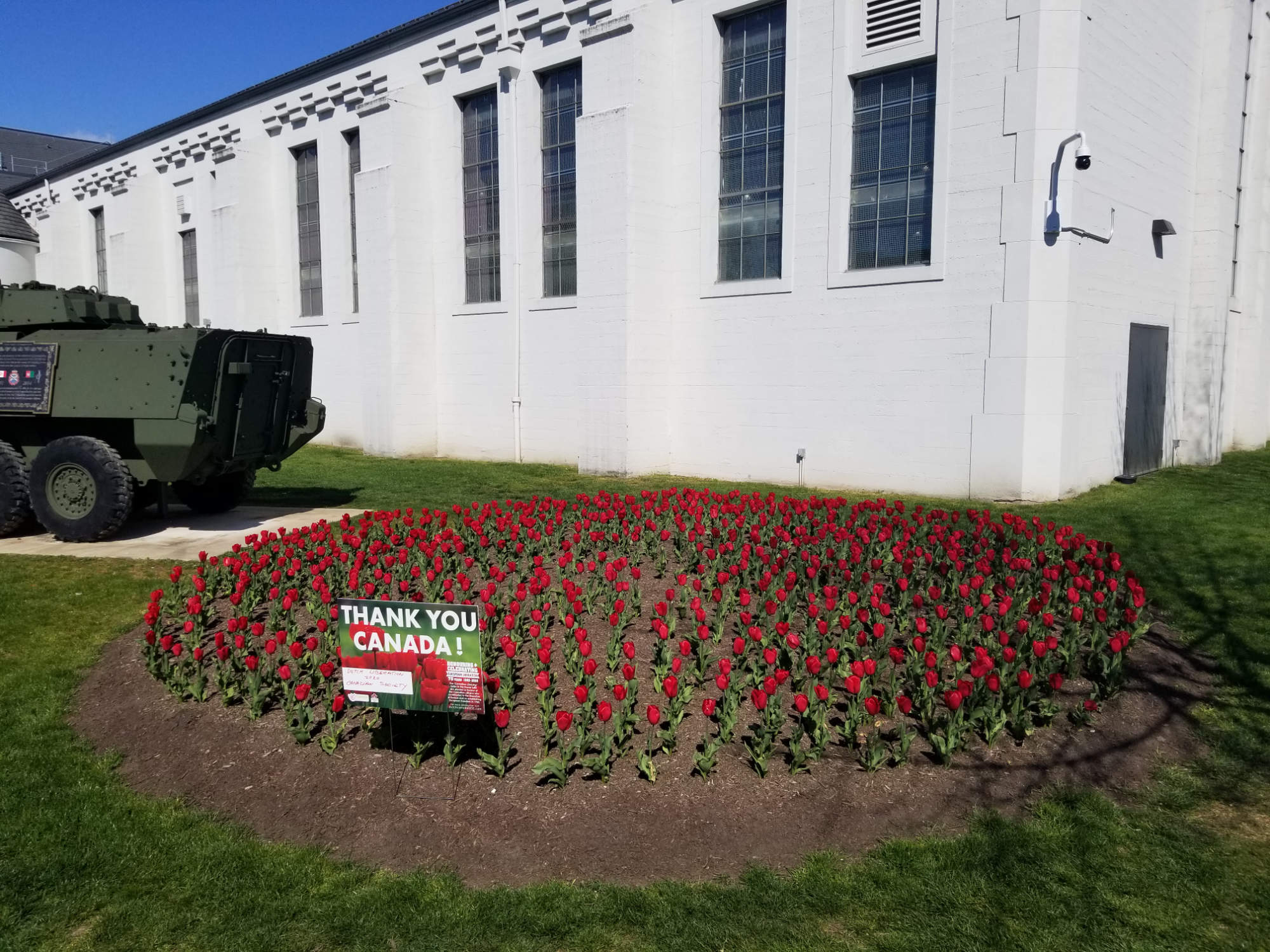 Tulips growing in Vancouver